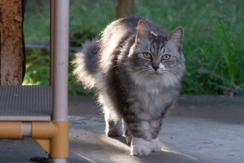 調布市の猫