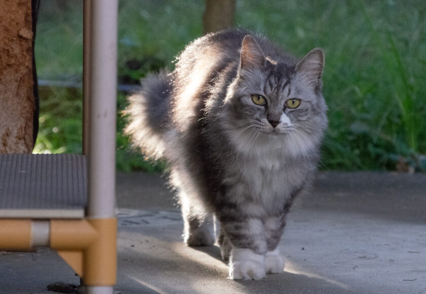調布市の猫