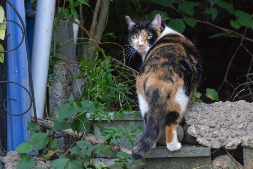 府中市の猫