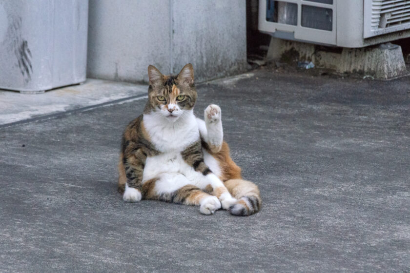 府中市の猫