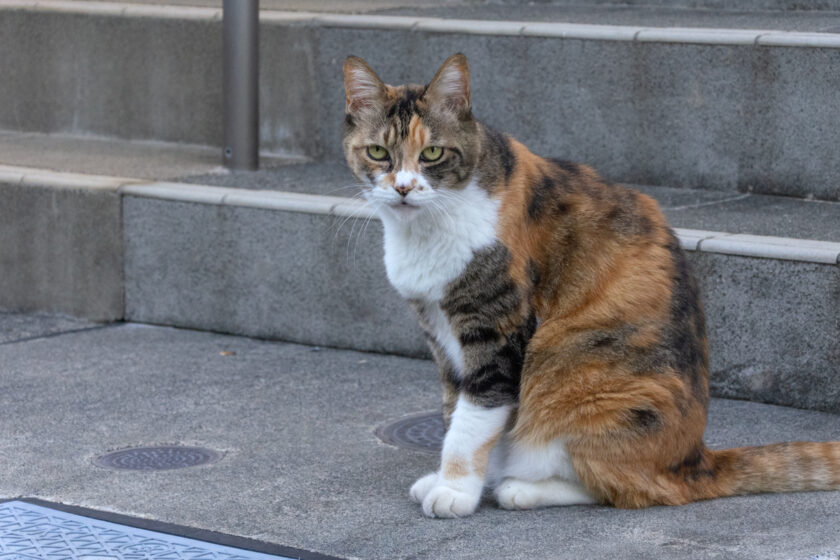 府中市の猫