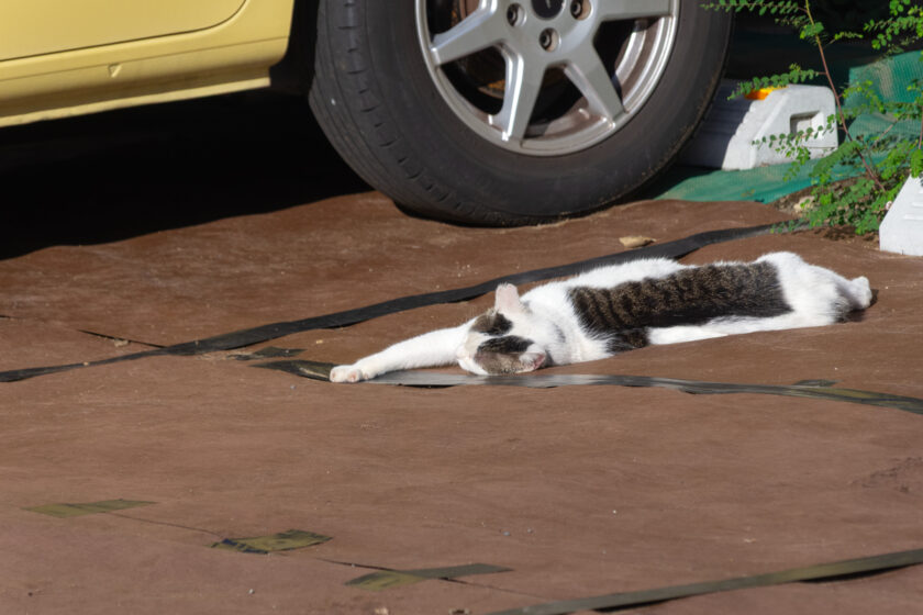 府中市の猫