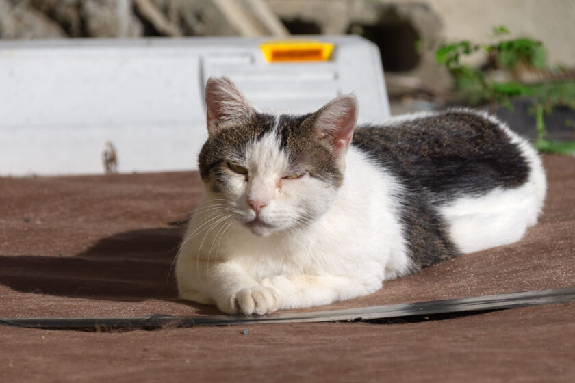府中市の猫