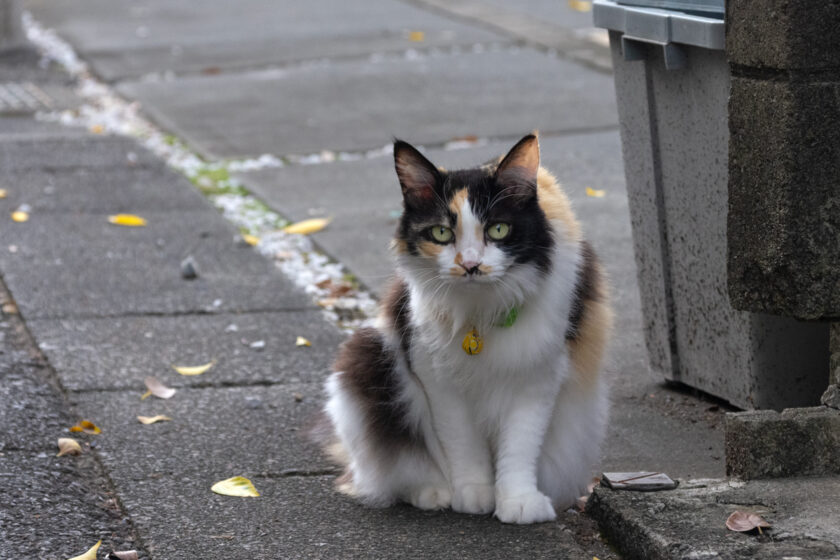 府中市の猫