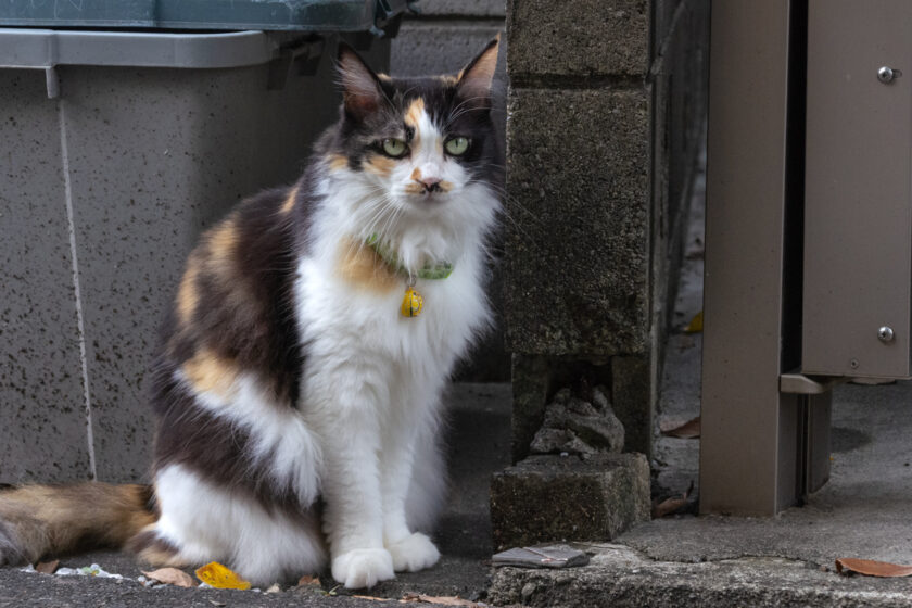 府中市の猫