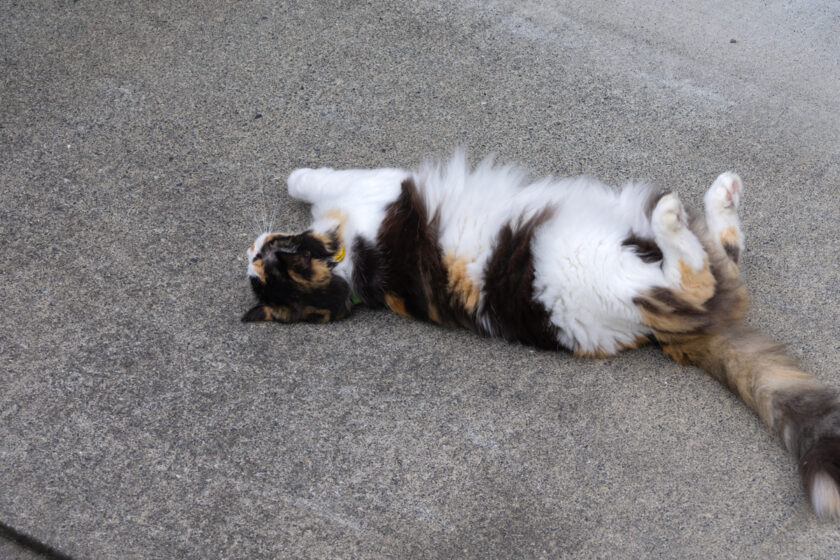 府中市の猫