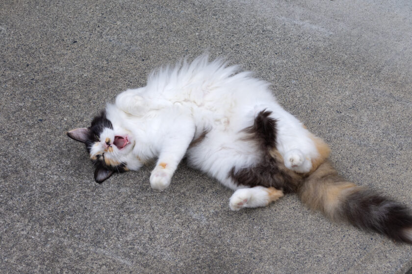 府中市の猫