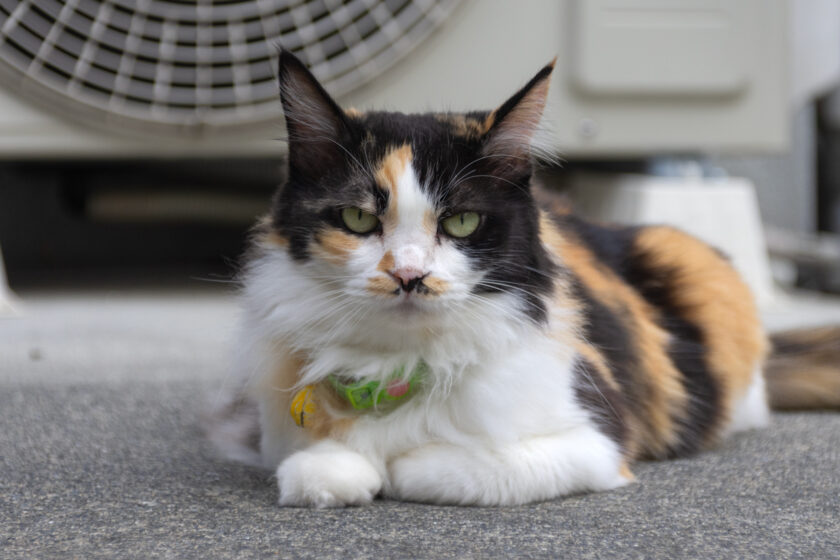 府中市の猫