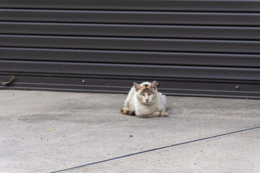 川崎市の猫