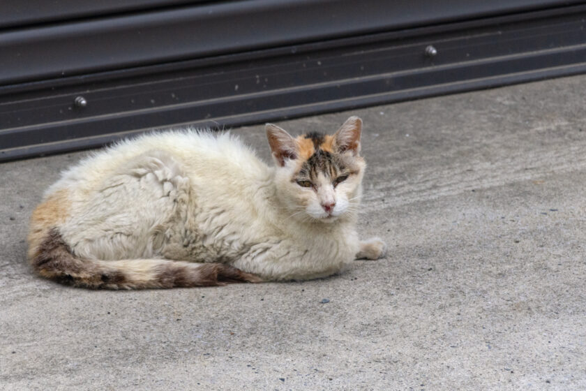 川崎市の猫