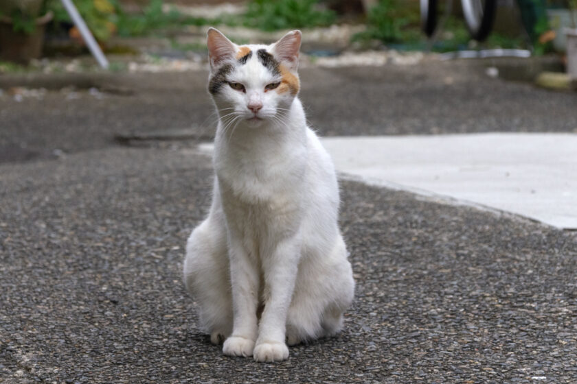 川崎市の猫