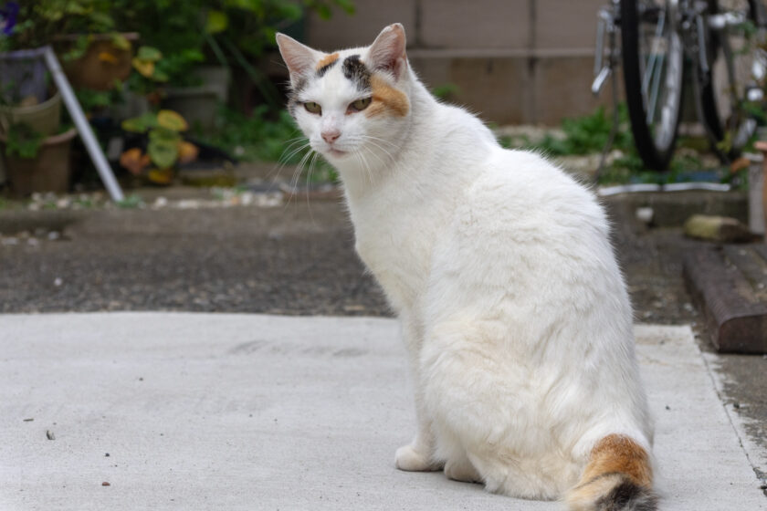川崎市の猫