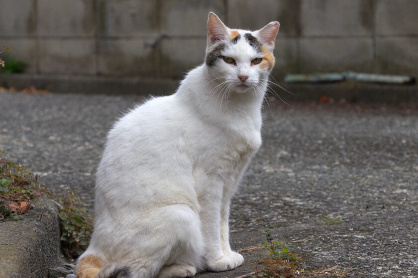 川崎市の猫