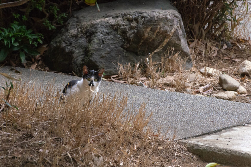 川崎市の猫