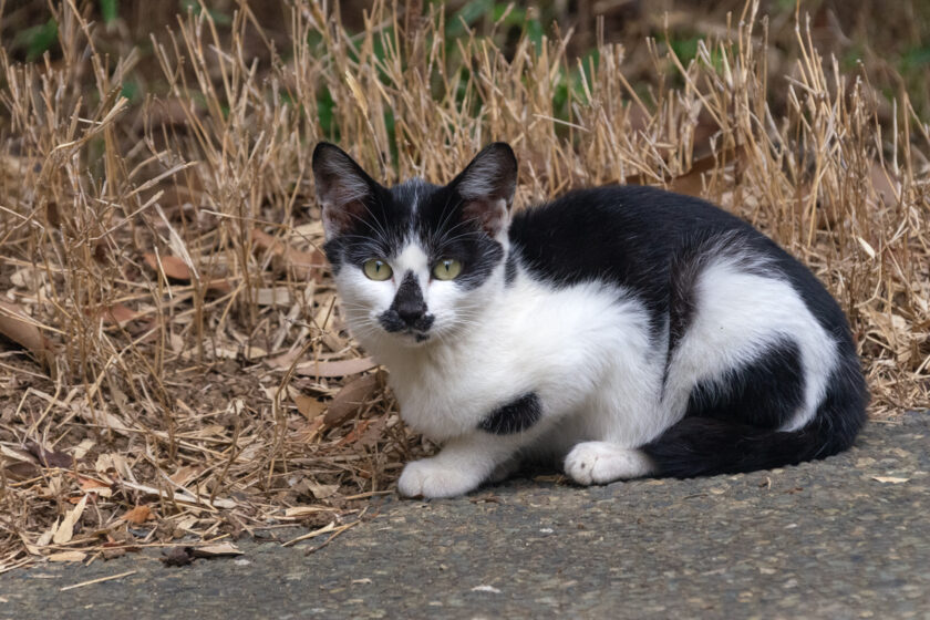 川崎市の猫
