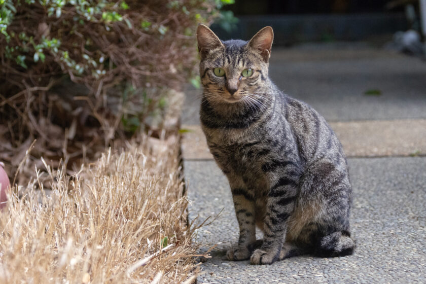 川崎市の猫