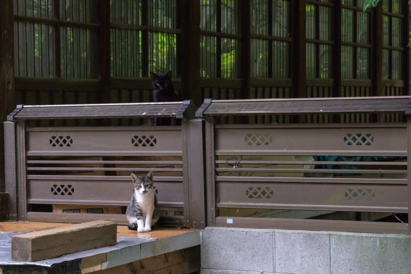 川崎市の猫