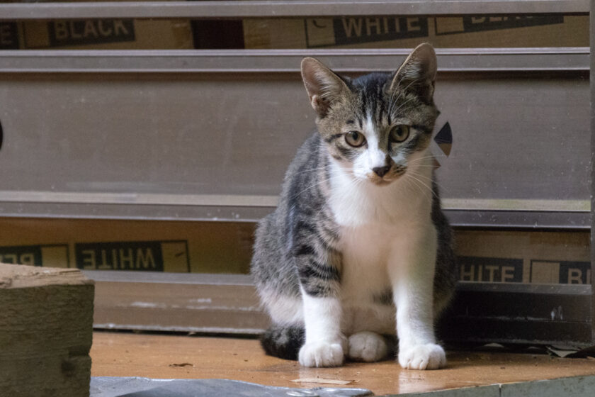 川崎市の猫