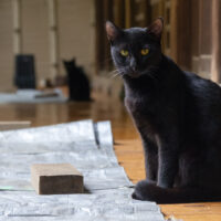 川崎市の猫