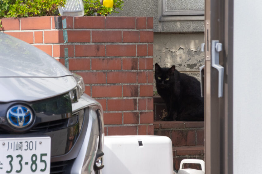 川崎市の猫