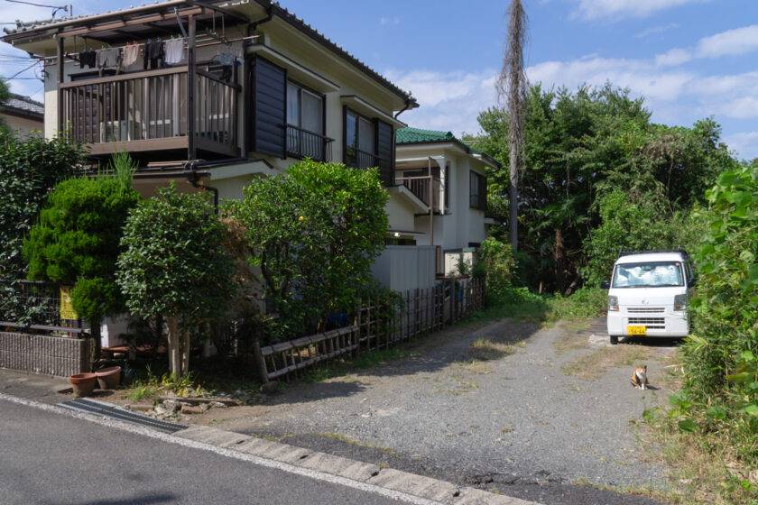 日野市の猫
