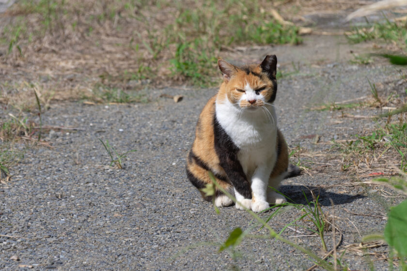 日野市の猫