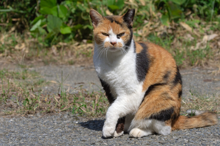 日野市の猫