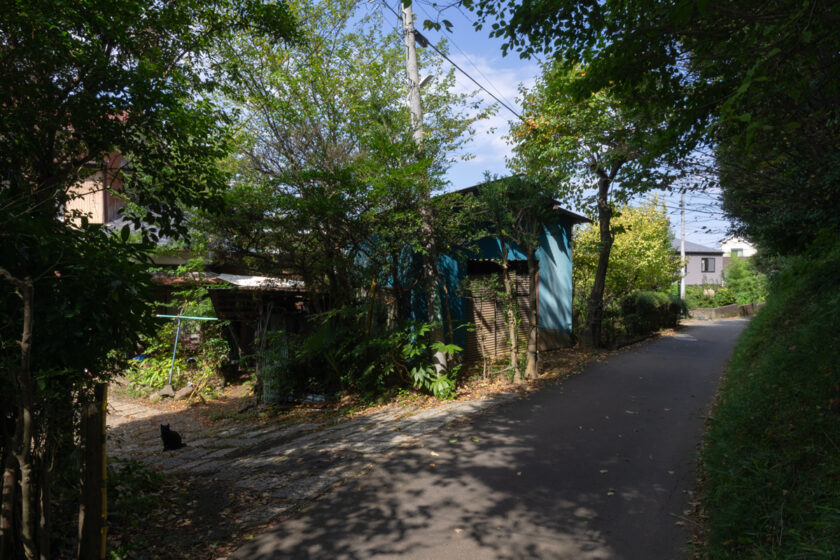 日野市の猫