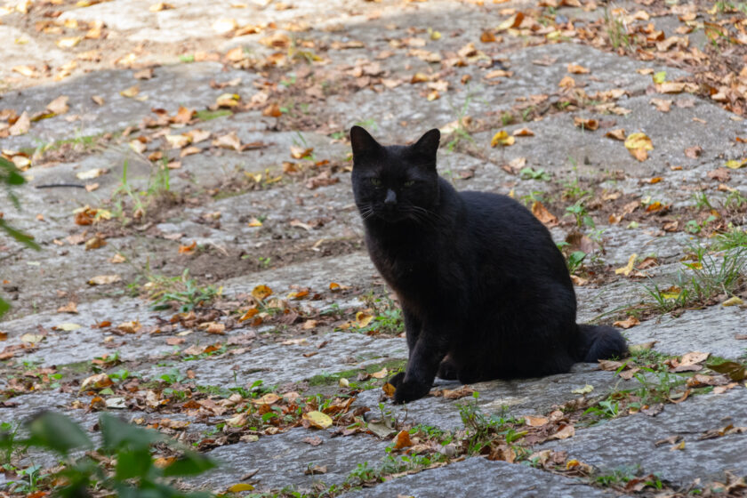 日野市の猫