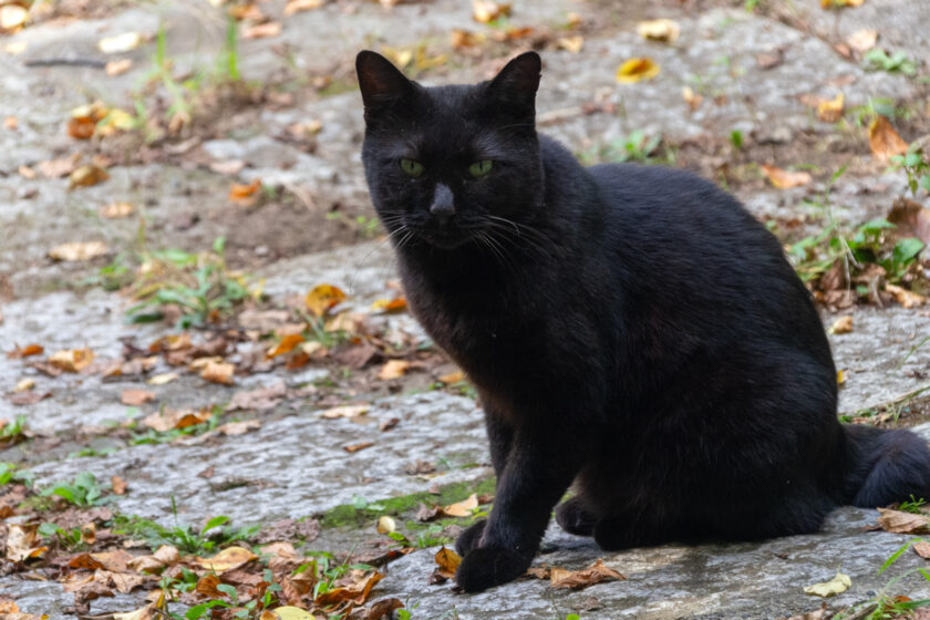 日野市の猫