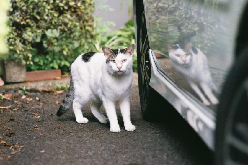 川崎市の猫