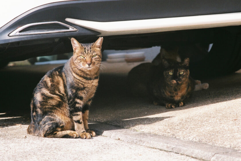 川崎市の猫