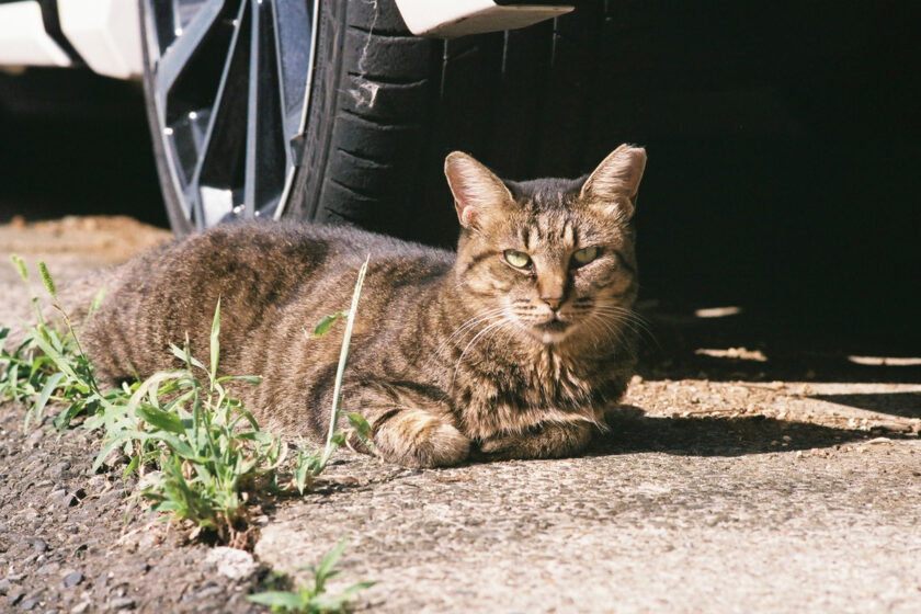 川崎市の猫