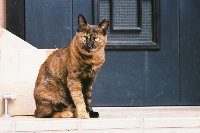 川崎市の猫