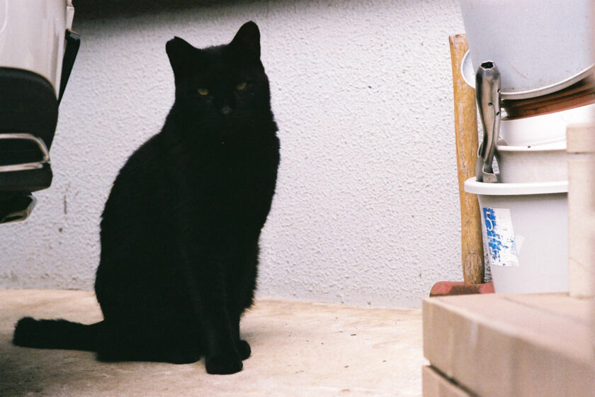 川崎市の猫