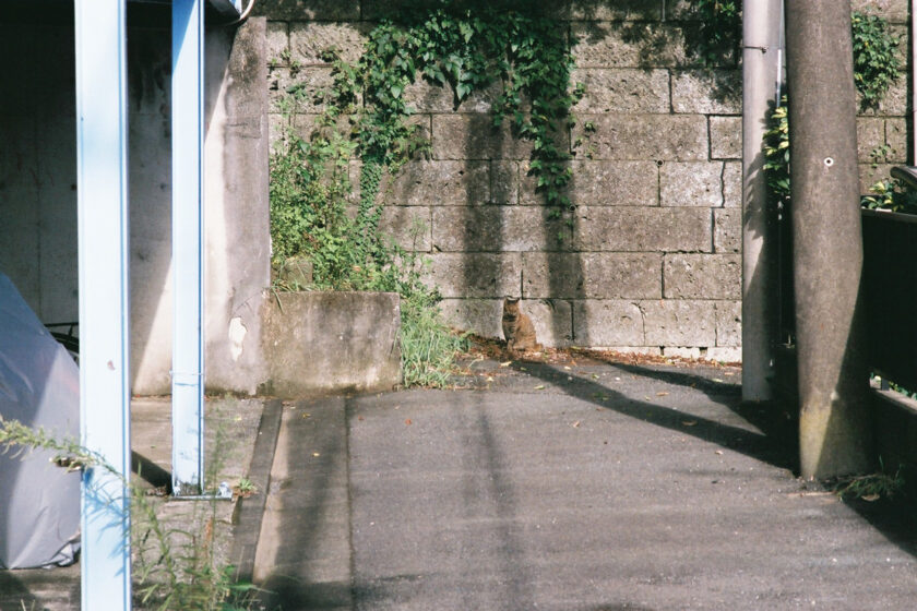 川崎市の猫