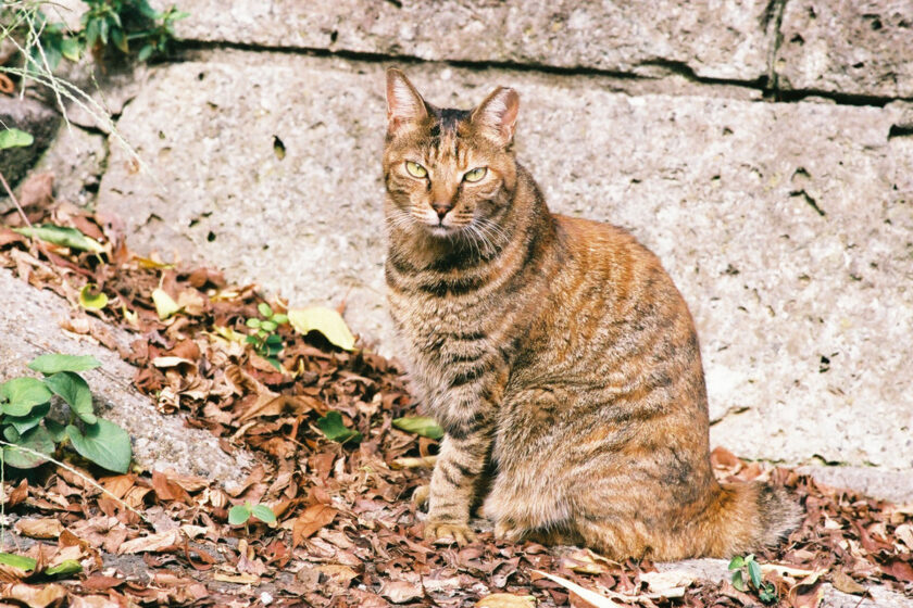 川崎市の猫