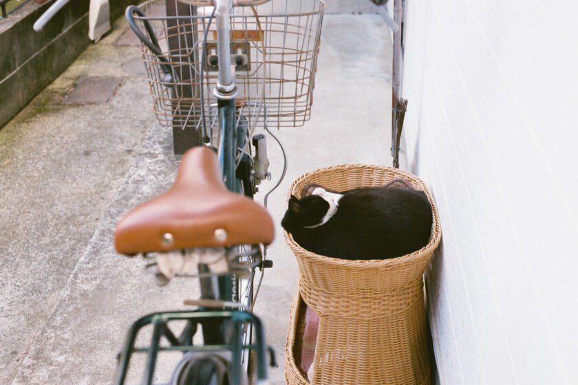 川崎市の猫
