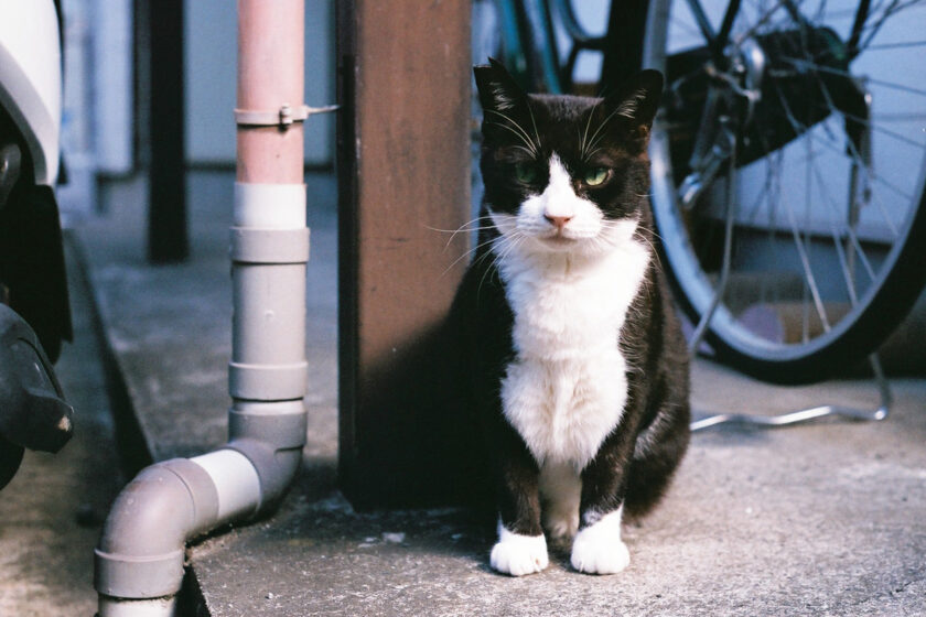 川崎市の猫
