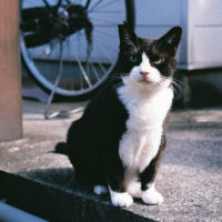 川崎市の猫