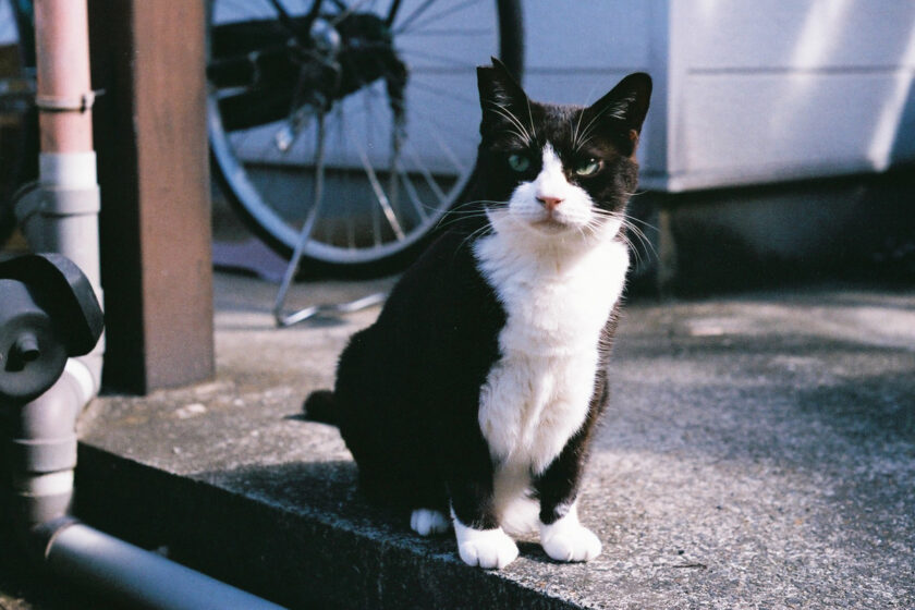 川崎市の猫