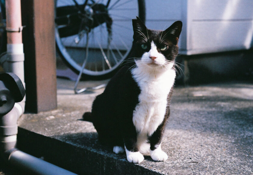 川崎市の猫