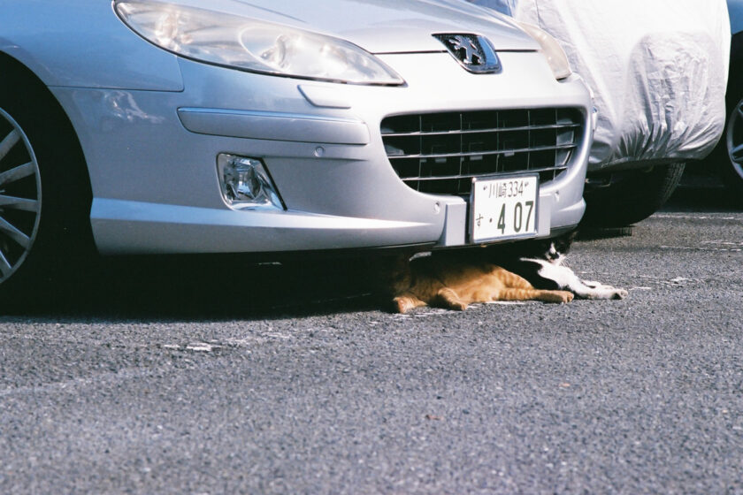 川崎市の猫