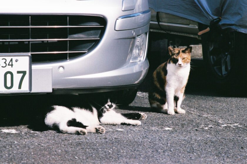 川崎市の猫