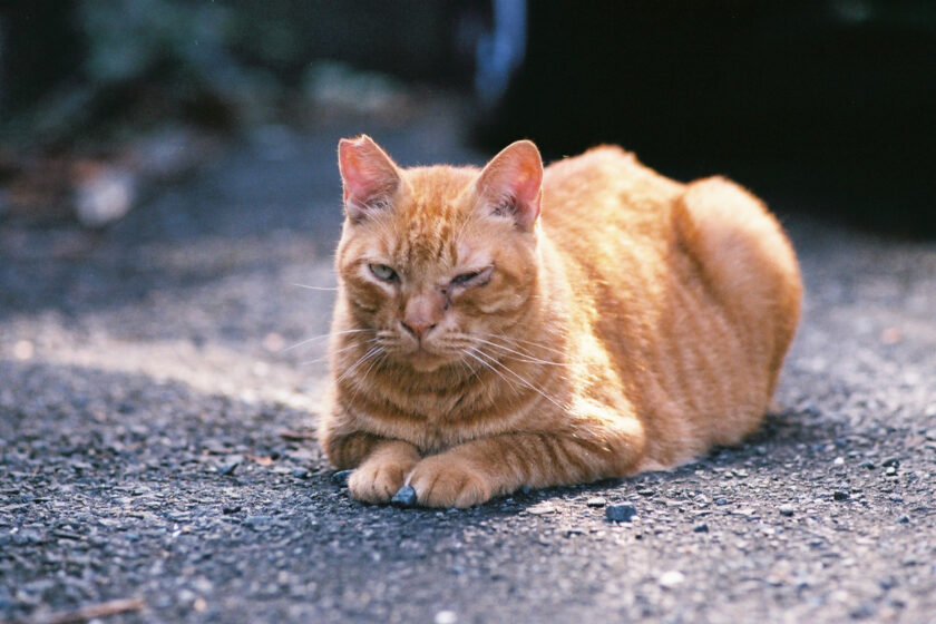 川崎市の猫