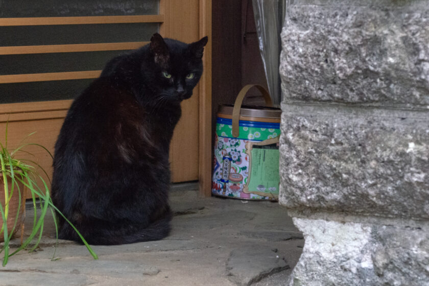 立川市の猫