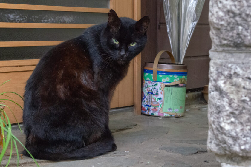 立川市の猫