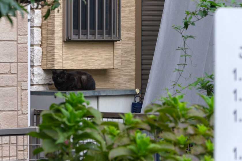 国分寺市の猫