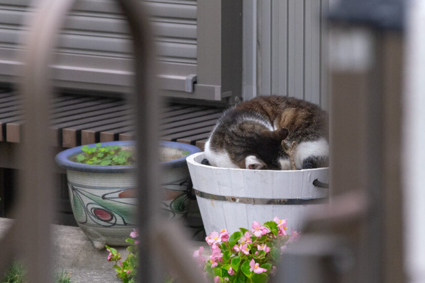 立川市の猫