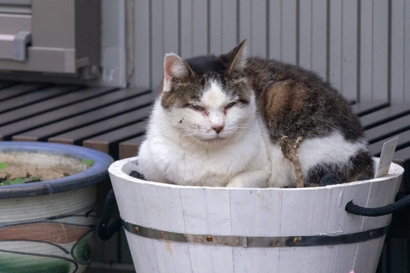 立川市の猫